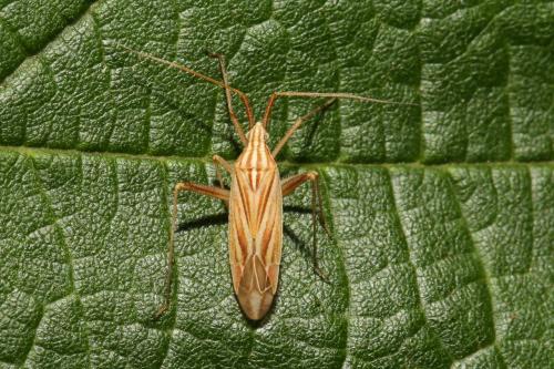 Miridius quadrivirgatus